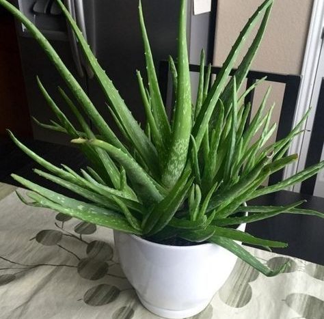 aloe vera